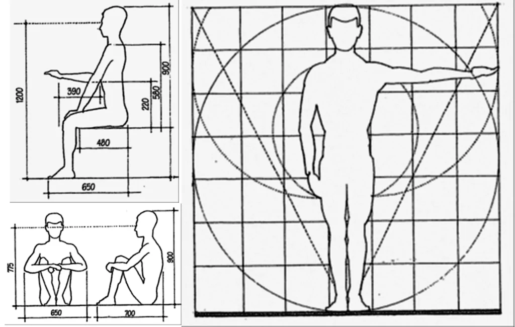 ANTHROPOMETRY PROPORTION