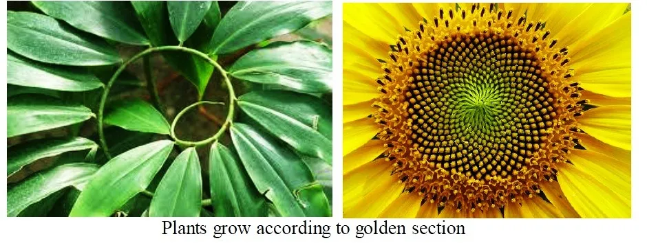 NATURE AND GOLDEN SECTION