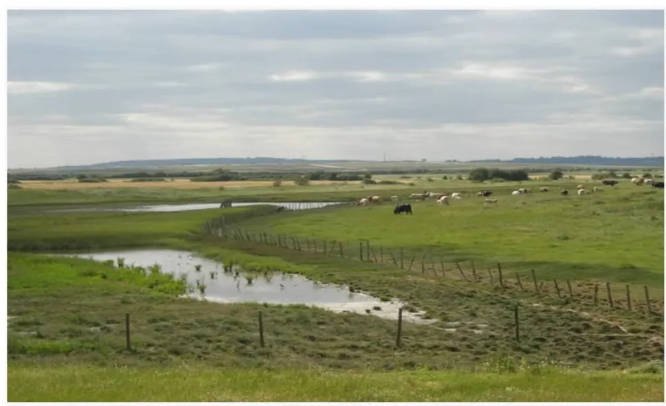 VEGETATION OF THE SOIL