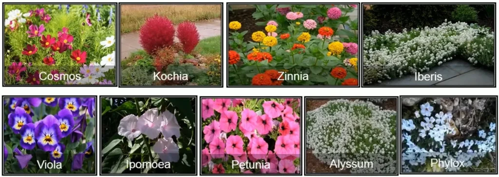 IMPORTANT PLANTS SUITABLE FOR FLOWERING BEDS