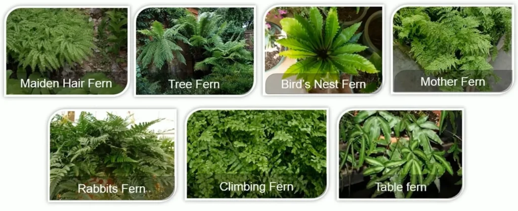 MOST COMMON INDIAN FERNS