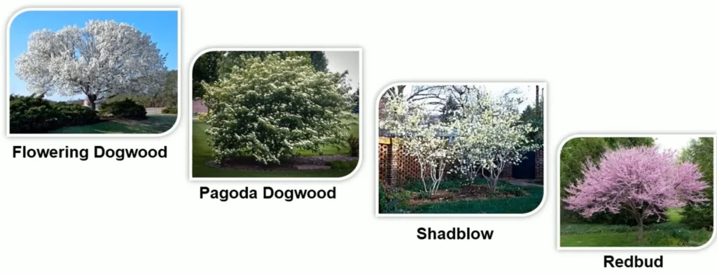 NATIVE WOODLAND PLANTS