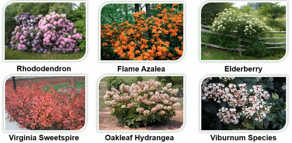 NATIVE WOODLAND PLANTS ONE