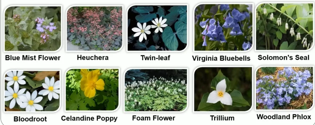 NATIVE WOODLAND PLANTS THREE