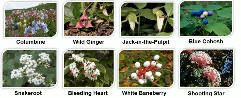 NATIVE WOODLAND PLANTS TWO