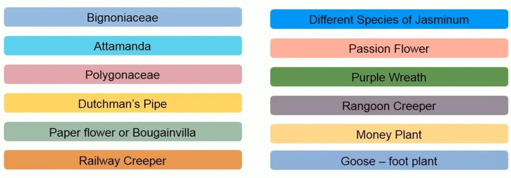 ORNAMENTAL-CLIMBERS-AND-CREEPERS