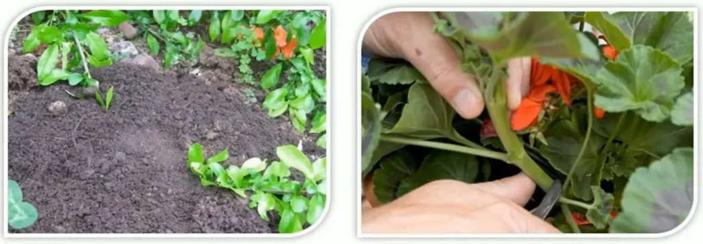 ORNAMENTAL CLIMBERS AND CREEPERS ONE