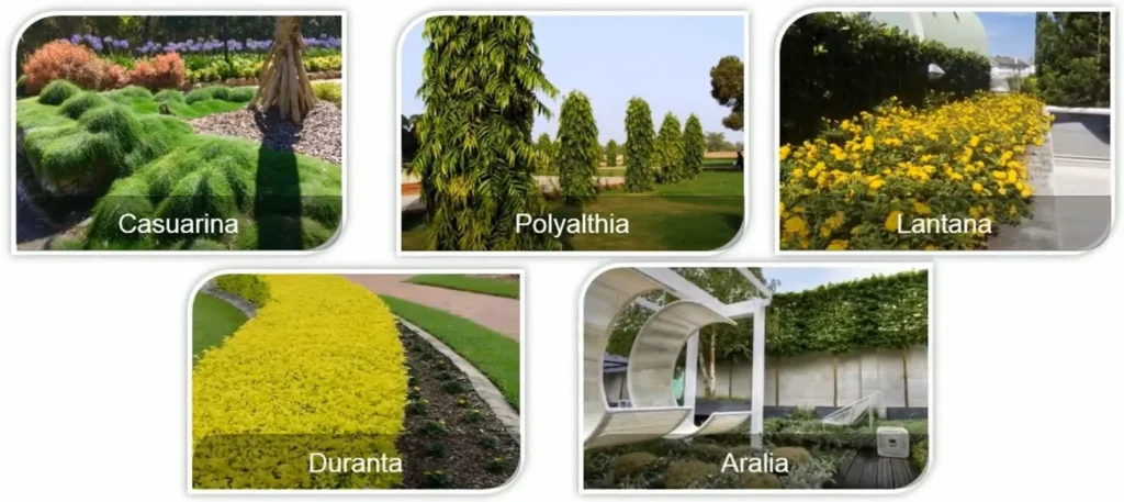 PLANTS SUITABLE FOR HEDGES