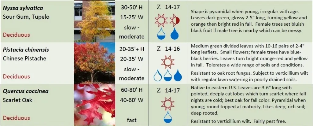 DECIDUOUS TREES FIVE
