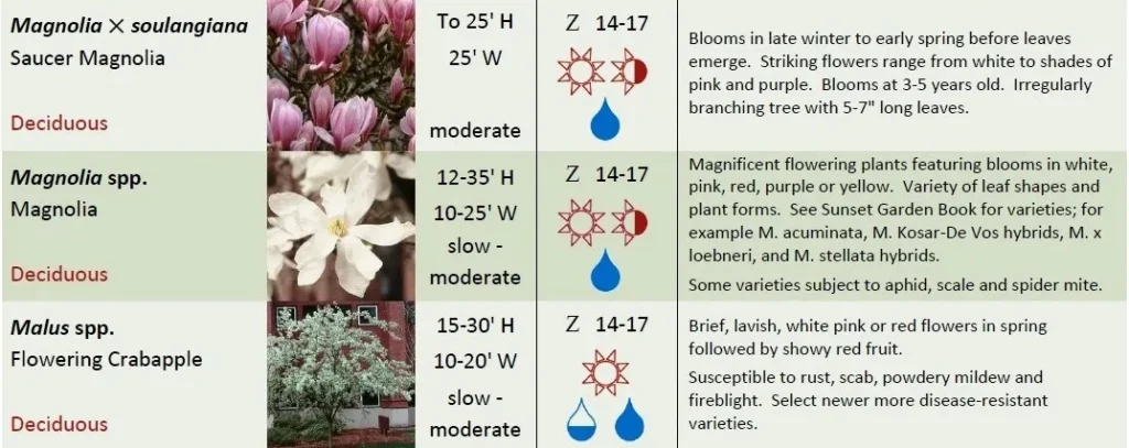 DECIDUOUS TREES FOUR