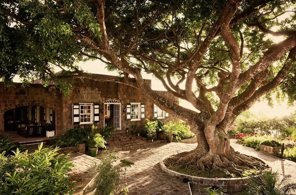 PERMANENT SHADING PROVIDED BY VEGETATION