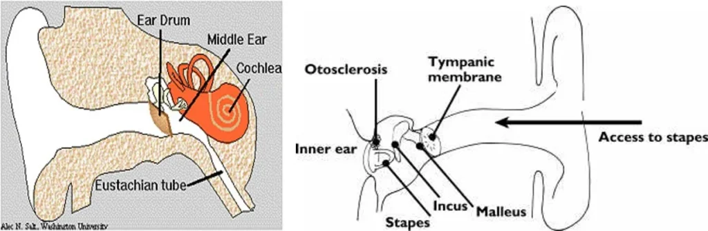 PHYSIOLOGY OF HEARING