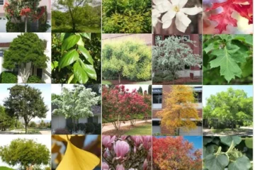 VEGETATION IN LANDSCAPE