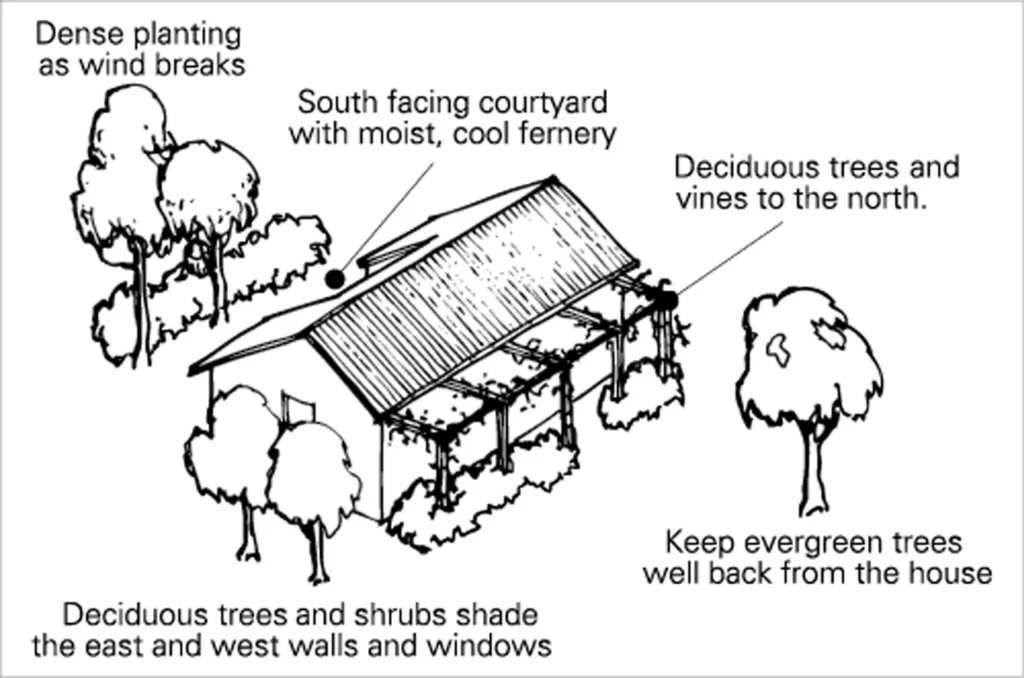USING PLANTS FOR SHADING