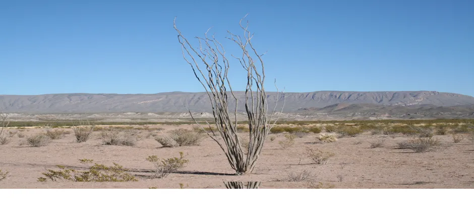 DESERT MICROCLIMATES