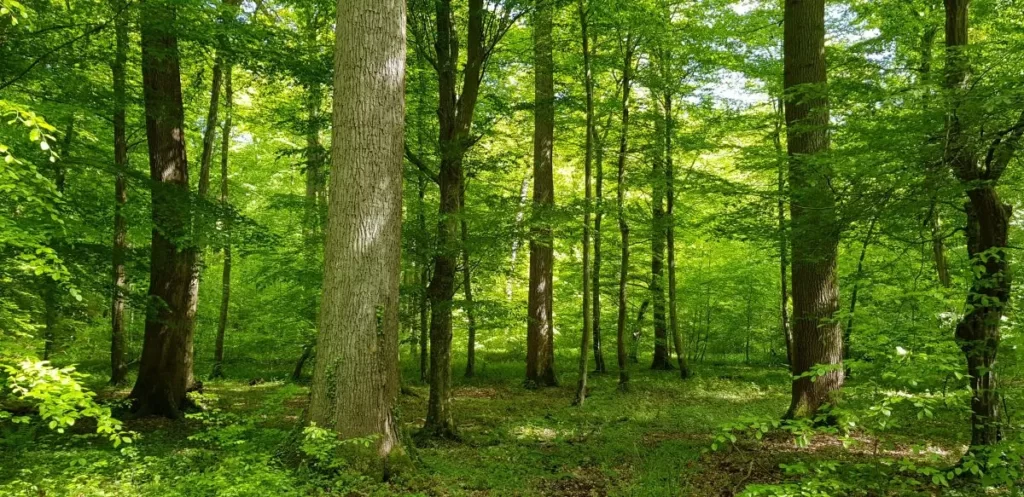 FOREST MICROCLIMATES